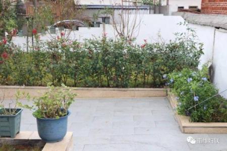 农家后院六绿树是什么生肖(农家后院六绿树打一生肖)