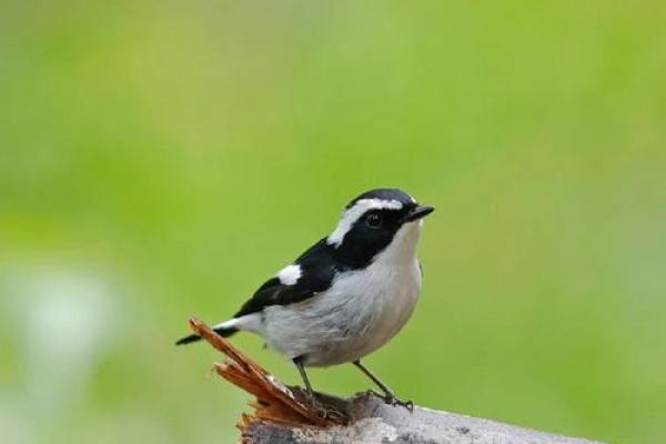 四二独自暗中明是什么生肖(四二独自暗中明是什么生肖动物)