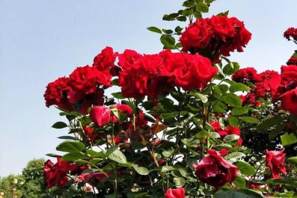 郫县玫瑰园 郫县玫瑰园