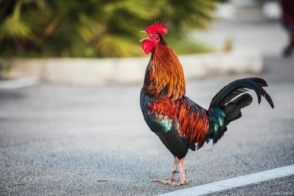 农家后院六绿树是什么生肖