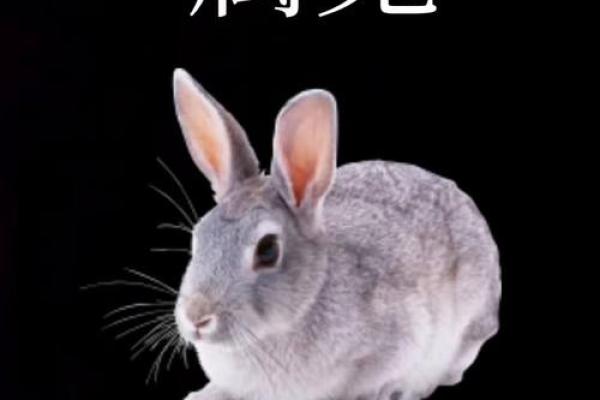 属兔的那个月搬家好(属兔适合几月搬家) 属兔的那个月搬家好(属兔适合几月搬家)