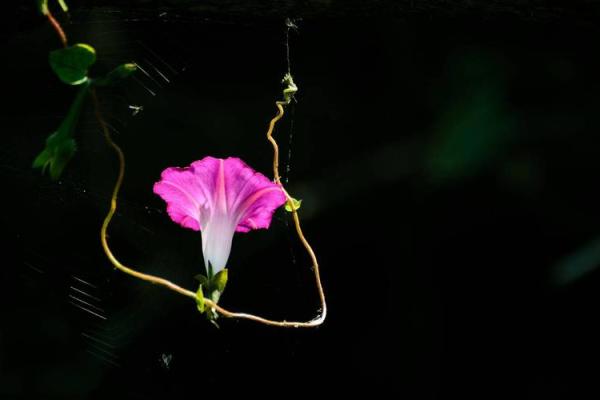 风吹草动打一个生肖(风吹草动打一个生肖是什么生肖)