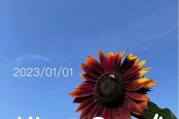 2023年的第一天 2023年的第一天