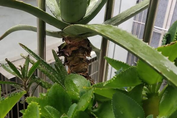 落地生根打一个生肖(落地生根是什么生肖正确答案) 落地生根打一个生肖(落地生根是什么生肖正确答案)