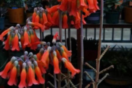 落地生根打一个生肖(落地生根是什么生肖正确答案)