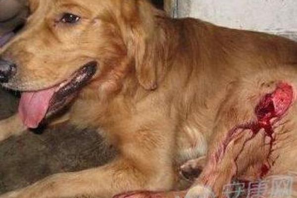 女人梦见狗扑上来咬 女人梦见狗扑上来咬