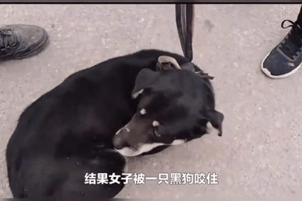 女人梦见狗往身上扑 女人梦见狗往身上扑