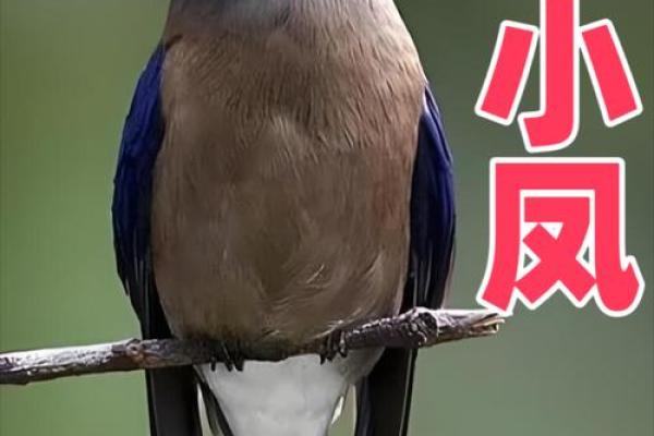 鸦巢生凤是什么生肖(鸦巢生凤什么意思) 鸦巢生凤是什么生肖(鸦巢生凤什么意思)