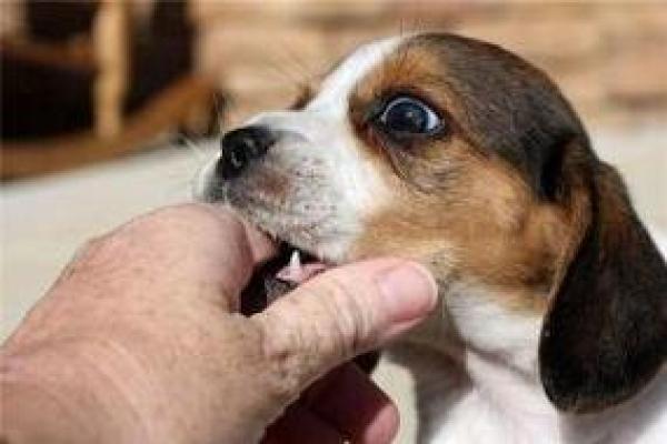 梦见狗咬住不松口是什么意思 梦见狗咬住不松口是什么意思