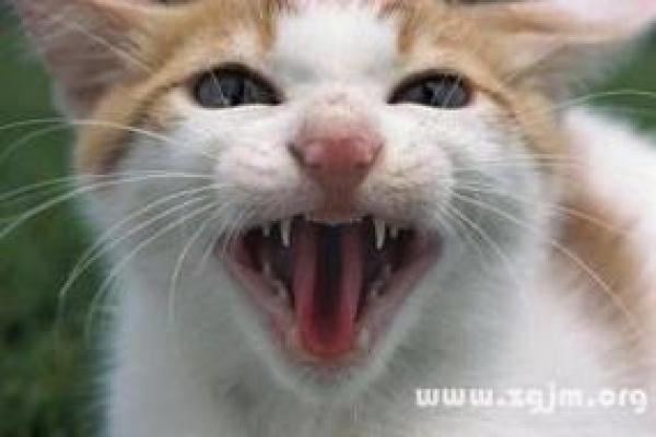 梦见被猫咬了不松口是什么意思