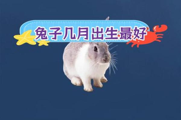 属兔今年开业什么时间好