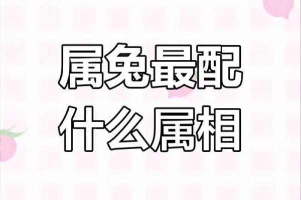 属兔的最佳配对_属兔最佳配偶是属什么