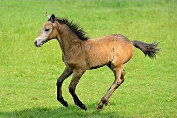 1966年属马人运势_1966年属马的运势怎么样