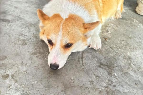 梦见狗生一窝小狗是什么预兆 梦见狗生一窝小狗是什么预兆