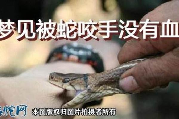 梦见差点被蛇咬是什么意思