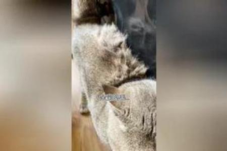 水深火热是指什么生肖(水深火热指什么生肖好)