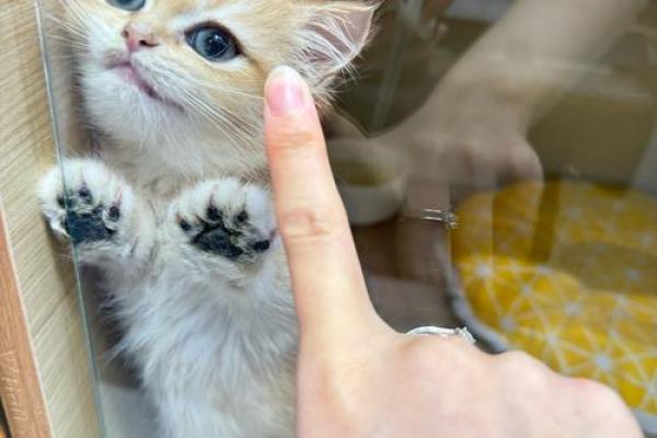 女人梦到猫暗示什么 女人梦到猫暗示什么