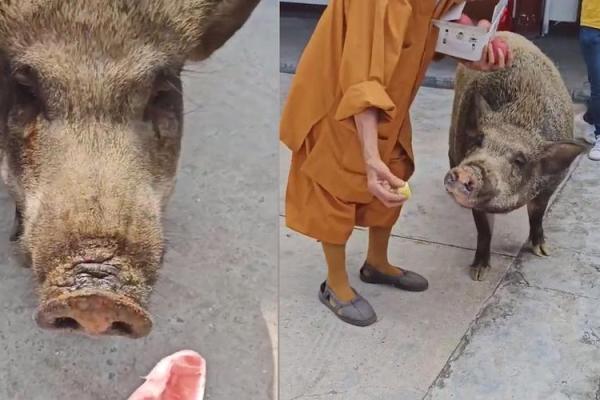 摇头摆尾打一最佳生肖(摇头摆尾打一最佳生肖) 摇头摆尾打一最佳生肖(摇头摆尾打一最佳生肖)