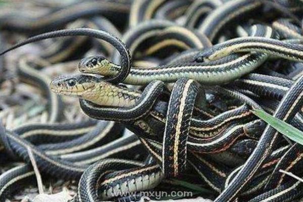 女人梦见好多的蛇预示着什么 女人梦见好多的蛇预示着什么