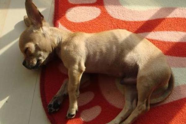 女人梦到死狗是什么征兆