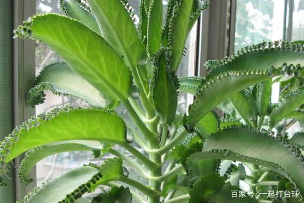 落地生根打一准确生肖