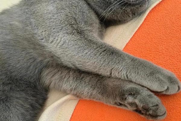 梦见被猫咬住不放甩不掉 梦见被猫咬住不放甩不掉