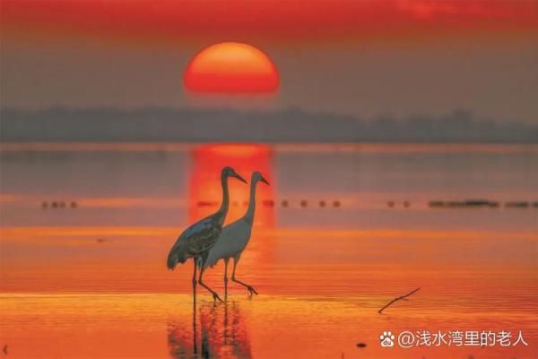 水天一色是什么生肖(水天一色是什么生肖动物打一正确) 水天一色是什么生肖(水天一色是什么生肖动物打一正确)