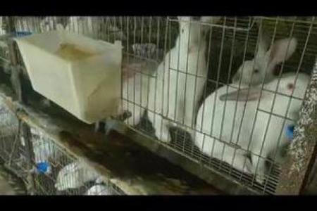 夜不能寐是什么生肖(夜不能寐是什么动物)