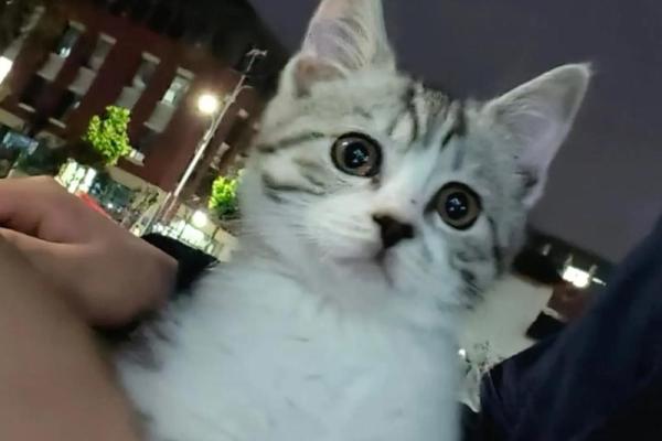 梦见小猫咪是什么征兆