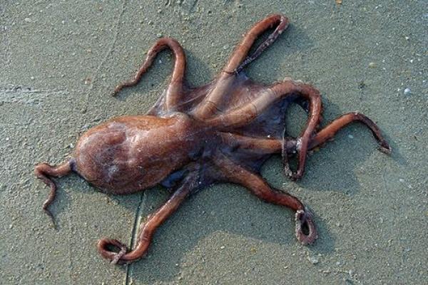 梦见八爪鱼是什么意思 梦见八爪鱼是什么意思