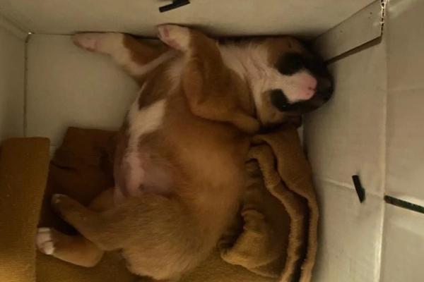 梦见捡到一只小狗 梦见捡到一只小狗