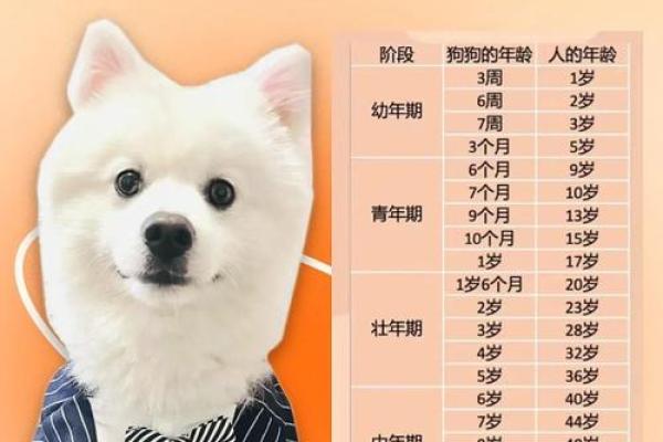2025属狗多少岁了 2025年属狗人年龄详解你几岁了 2025属狗多少岁了 2025年属狗人年龄详解你几岁了