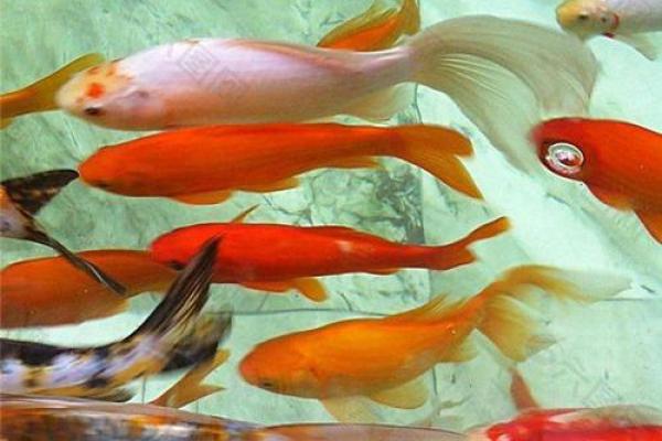 男人梦见鱼是什么征兆 男人梦见鱼是什么征兆