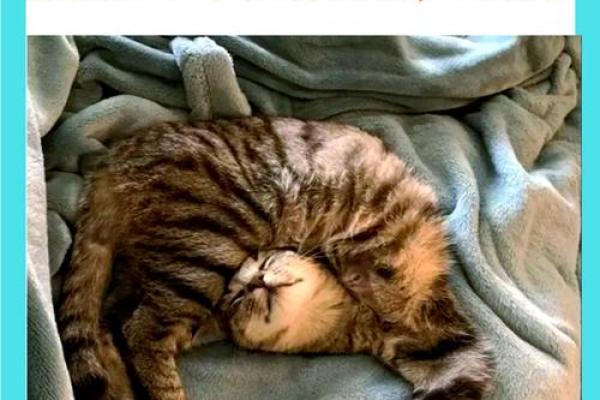 周公解梦梦见猫 周公解梦梦见猫