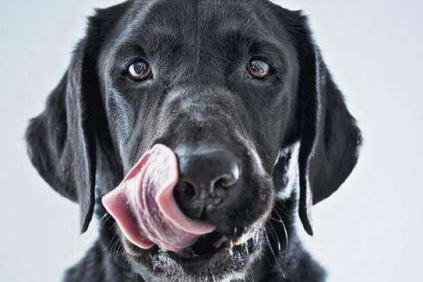 女人梦见黑狗什么预兆 女人梦见黑狗什么预兆