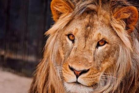 无独有偶是什么生肖动物