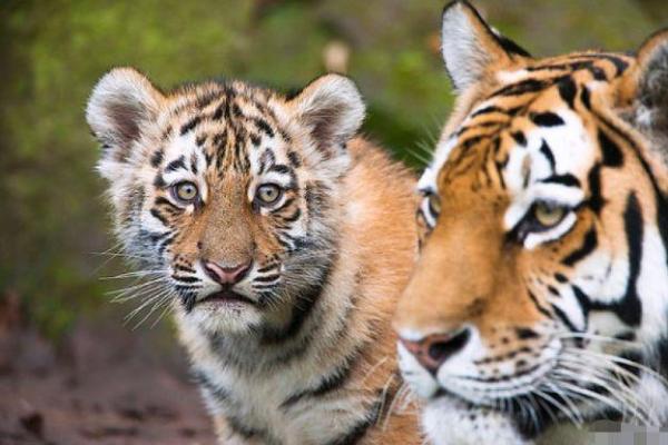 泫然流涕打一准确生肖(泫然流涕打一准确生肖是牛吗落实) 泫然流涕打一准确生肖(泫然流涕打一准确生肖是牛吗落实)