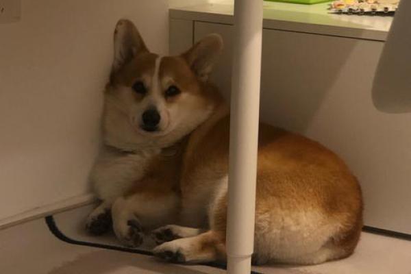 泫然流涕打一准确生肖(泫然流涕打一准确生肖是牛吗落实) 泫然流涕打一准确生肖(泫然流涕打一准确生肖是牛吗落实)