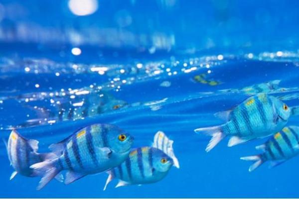 已婚女人梦见和别人一起吃鱼 已婚女人梦见和别人一起吃鱼