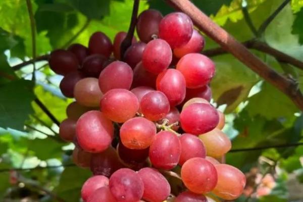 男人梦见葡萄是什么预兆 男人梦见葡萄是什么预兆