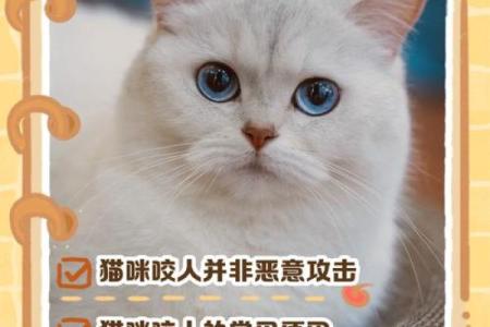 做梦梦到被猫咬了寓意是什么