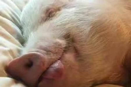 心安理得是什么生肖(心安理得打一数字)