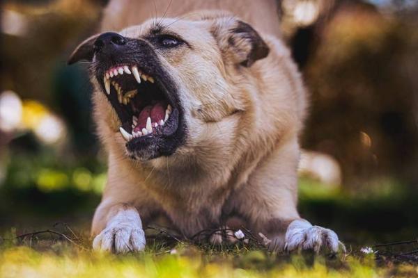 女人梦见狗咬右脚是吉兆
