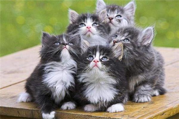 梦见很多猫是什么预兆 女性