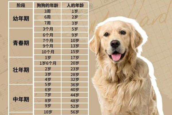 1970年属狗多大 1970年属狗今年多大年龄计算与运势解析 1970年属狗多大 1970年属狗今年多大年龄计算与运势解析