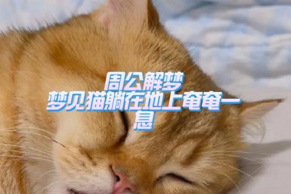 梦见大猫是什么预兆周公解梦