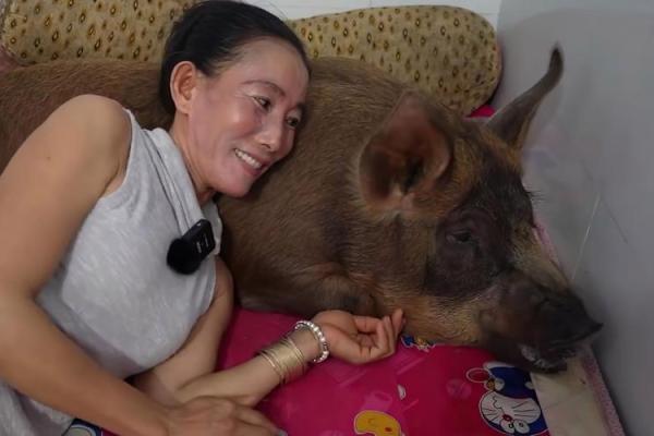 梦见喂猪是什么预兆 女性 梦见喂猪是什么预兆 女性