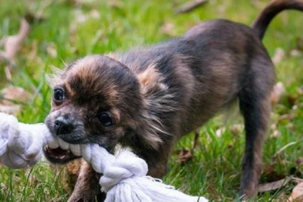 梦见狗咬手是要发财 梦见狗咬手是要发财