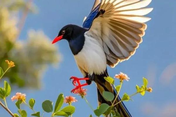 喜上眉梢是什么生肖(正确答案是什么动物) 喜上眉梢是什么生肖(正确答案是什么动物)