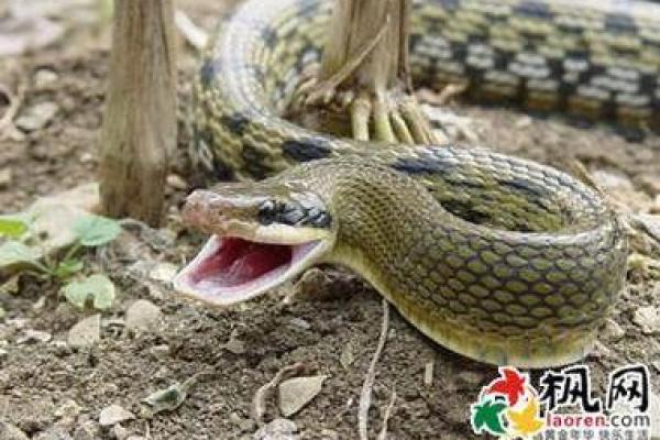 梦到被蛇追 梦到被蛇追